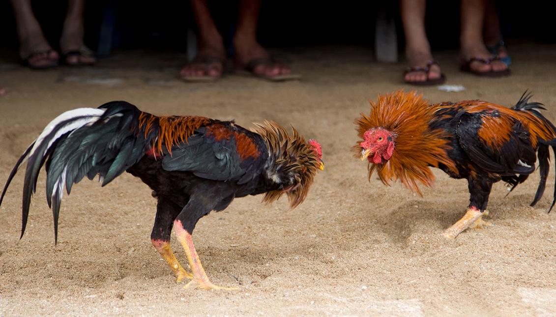 cock for the doubts